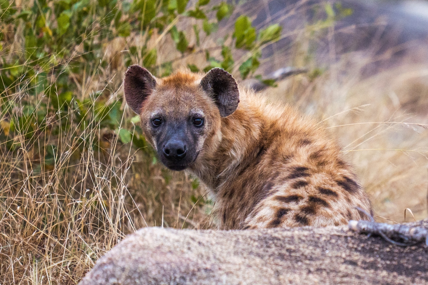 a-hyena-looks-back-curiously-from-behind-a-rock.jpg