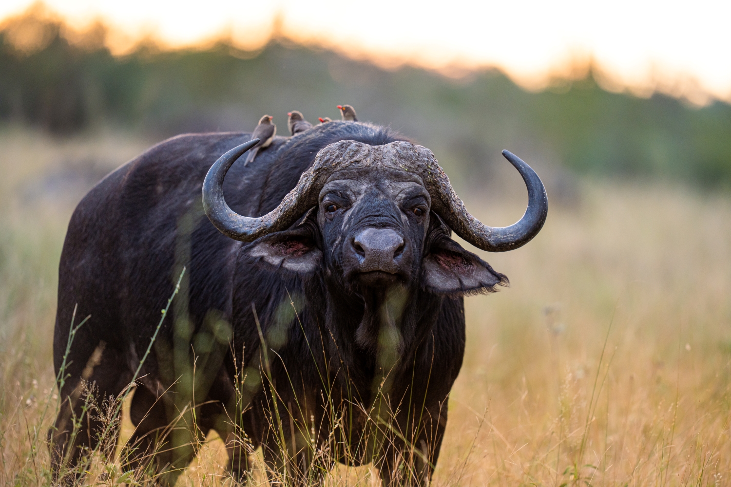 a-large-buffalo-stands-in-tall-grass-facing-the-camera.jpg