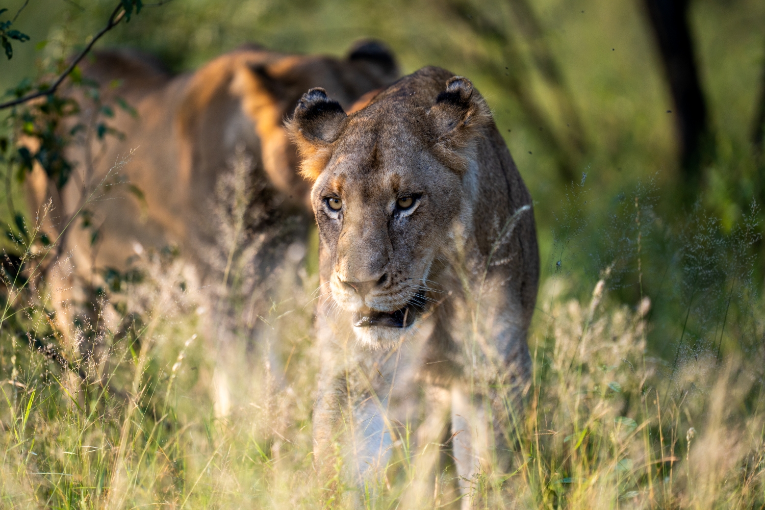 a-lioness-walks-through-tall-grass-in-golden-afternoon-light.jpg