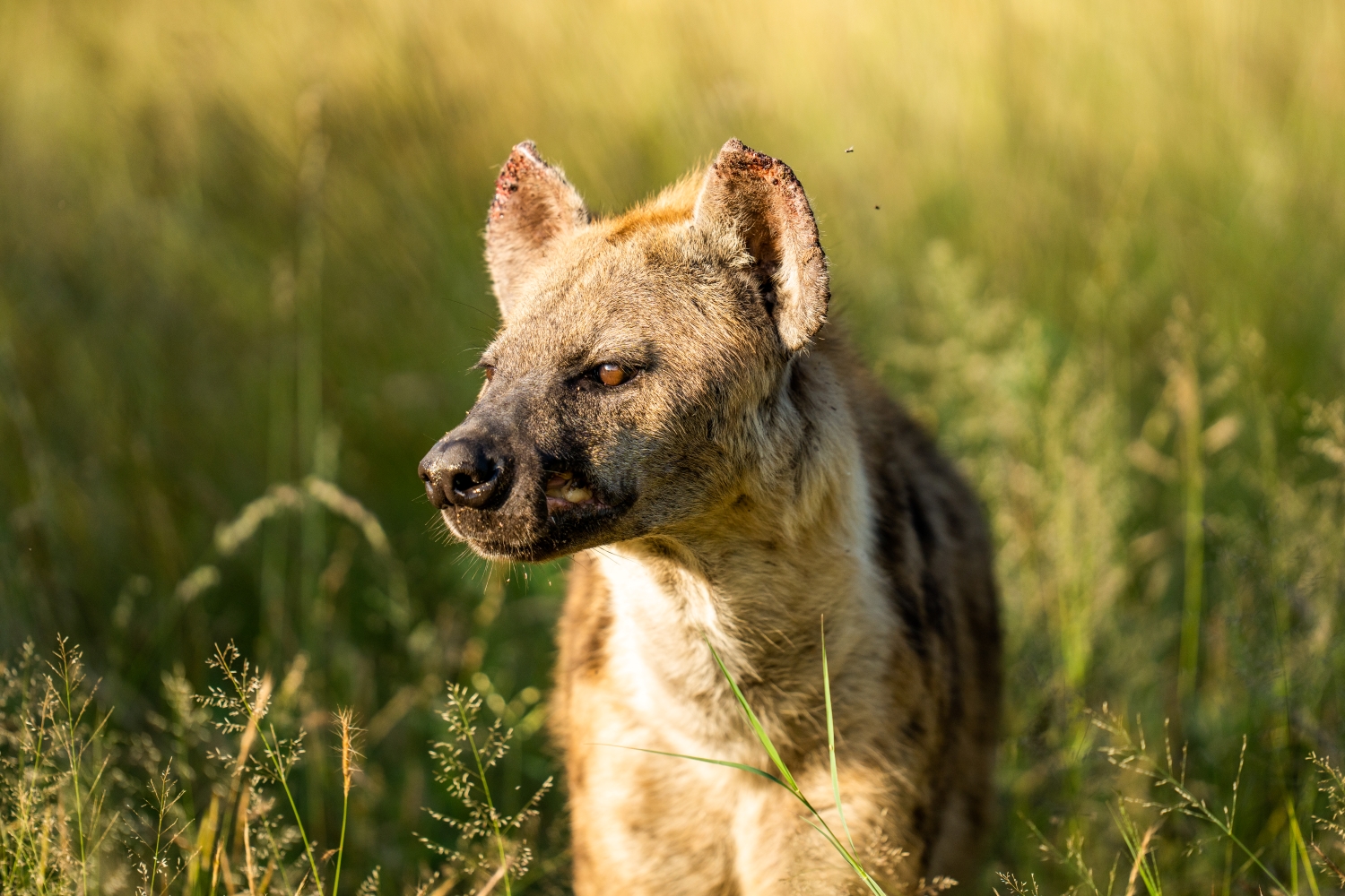 a-young-spotted-hyena-sits-in-dry-grass.jpg