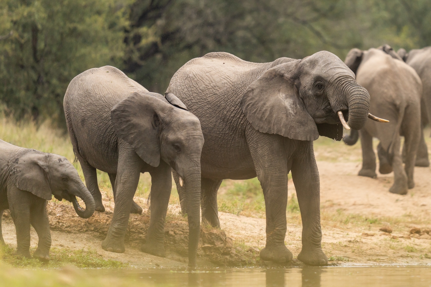 elephants-gather-at-the-edge-of-a-waterhole.jpg