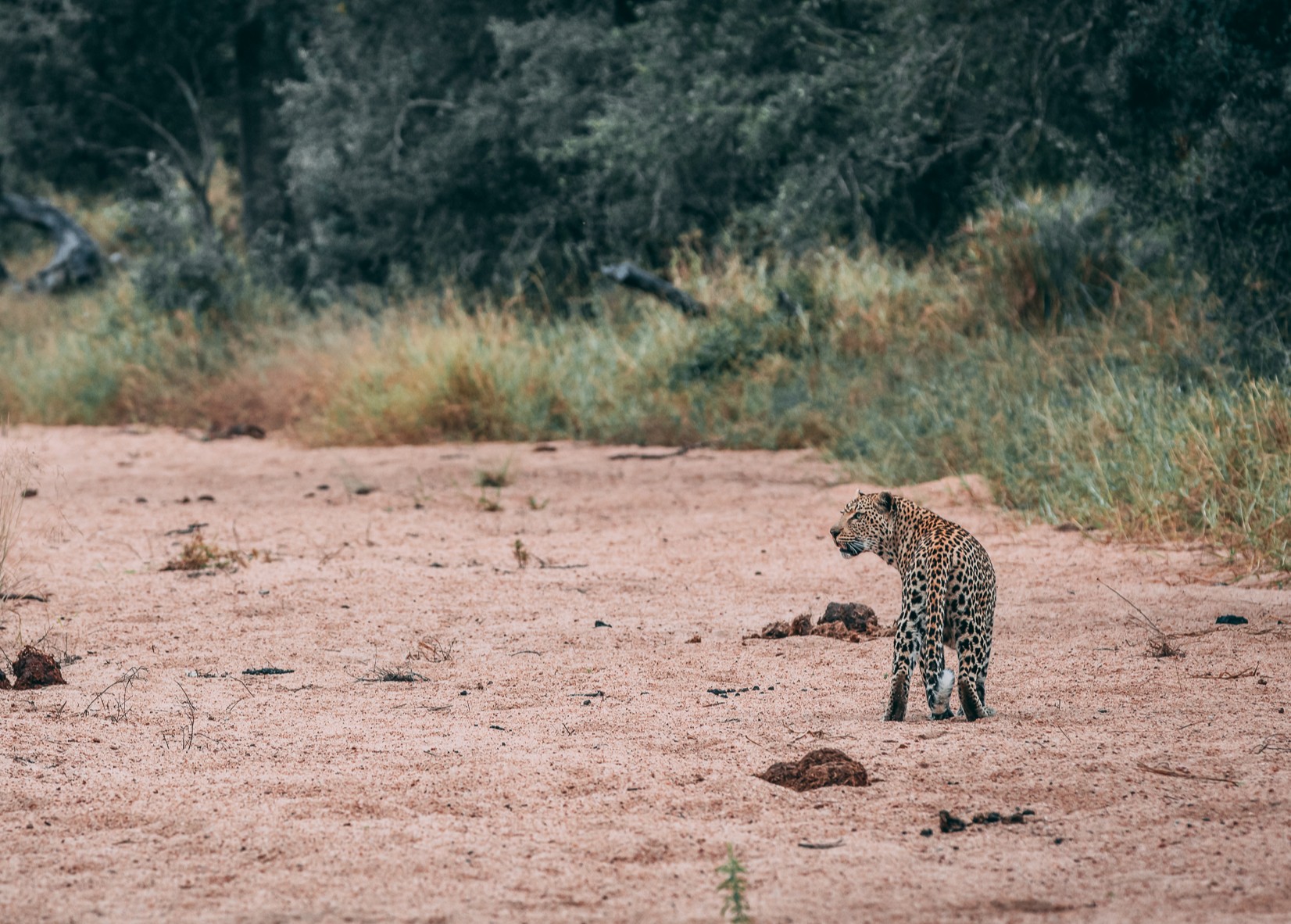 tiyani-stands-alone-on-a-sandy-riverbed.jpg