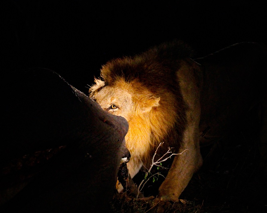 lion peeking over elephant carcass at Silvan Safari