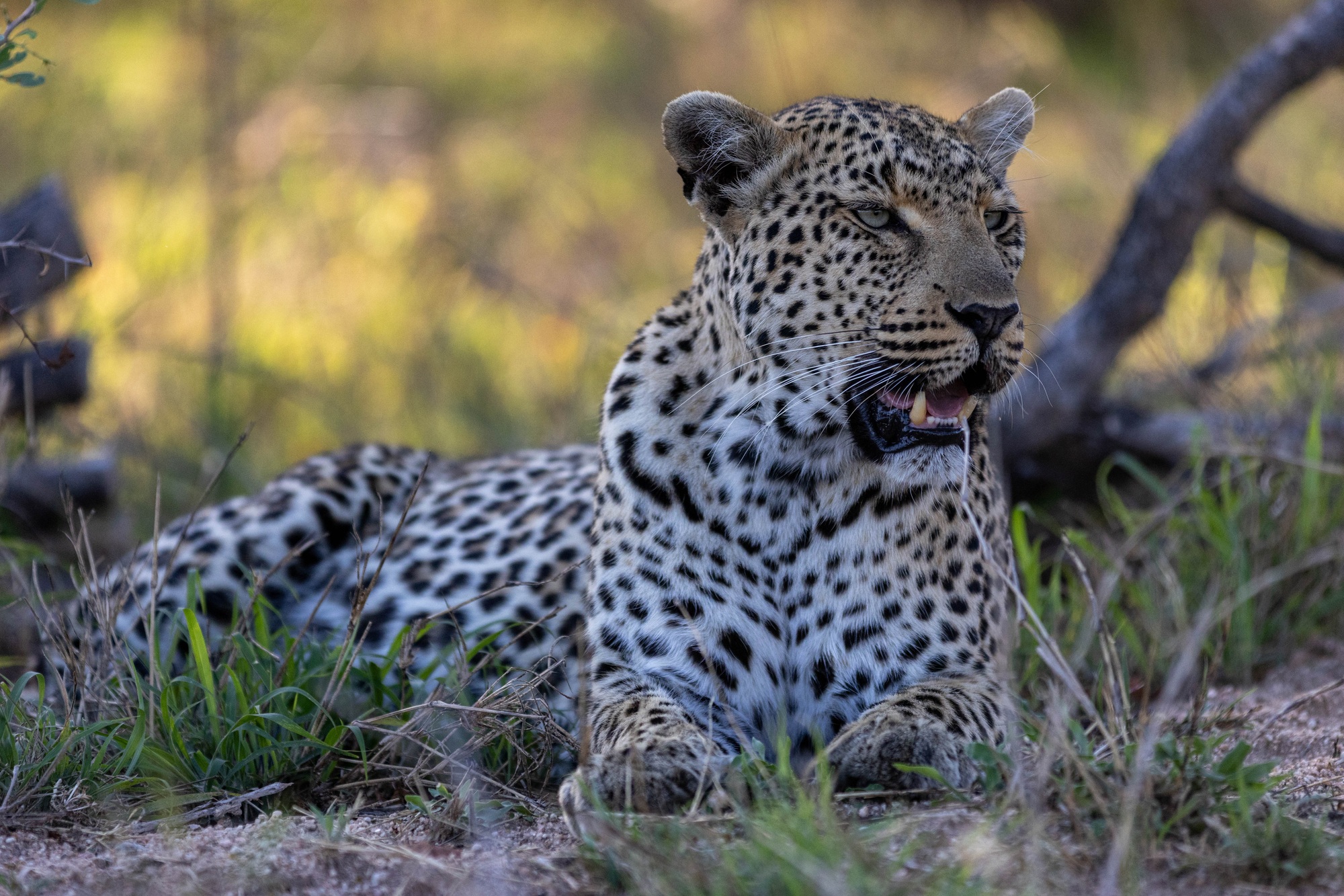 image-3-tiyani-leopard-marius.jpg