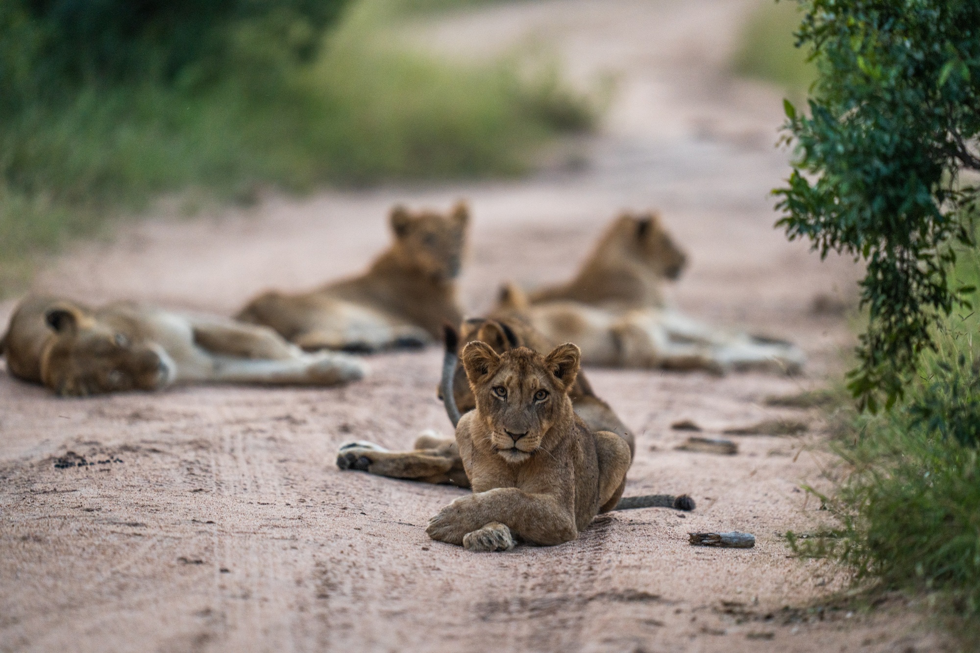 image-4-lions.jpg