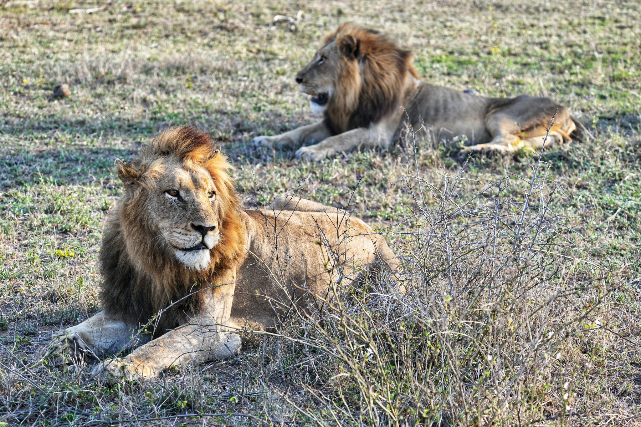 Northern Avoca male lions of Silvan.