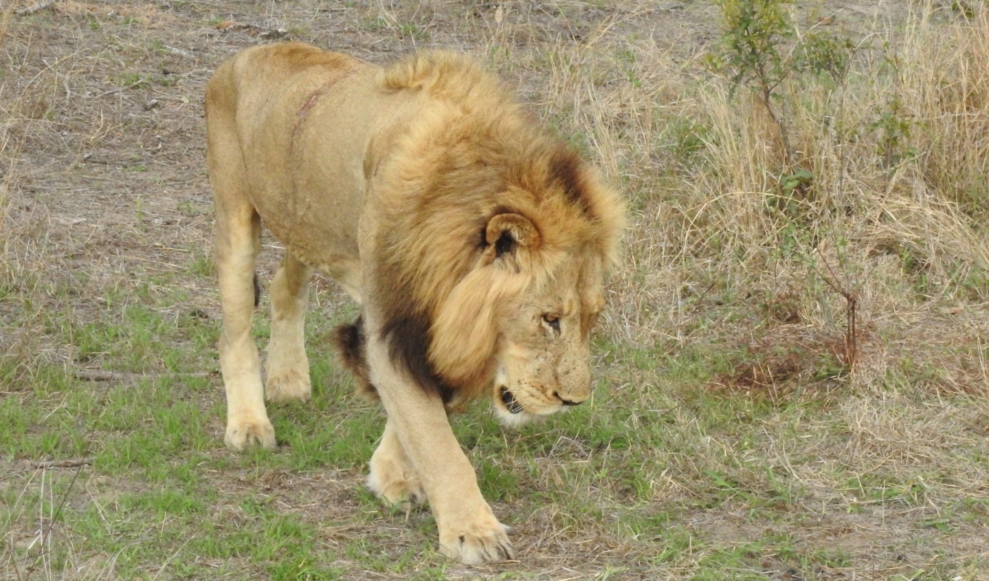 Nkuhuma pride - lions of Silvan