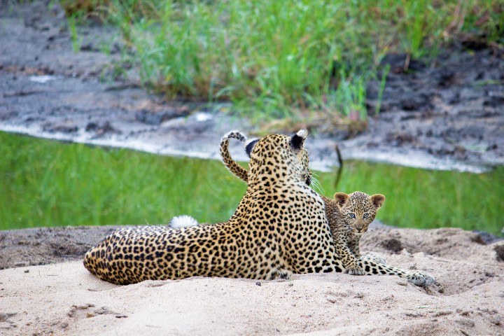leopard mom and cub at silvan safari
