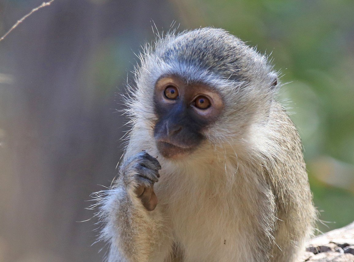 antrobus vervet monkey