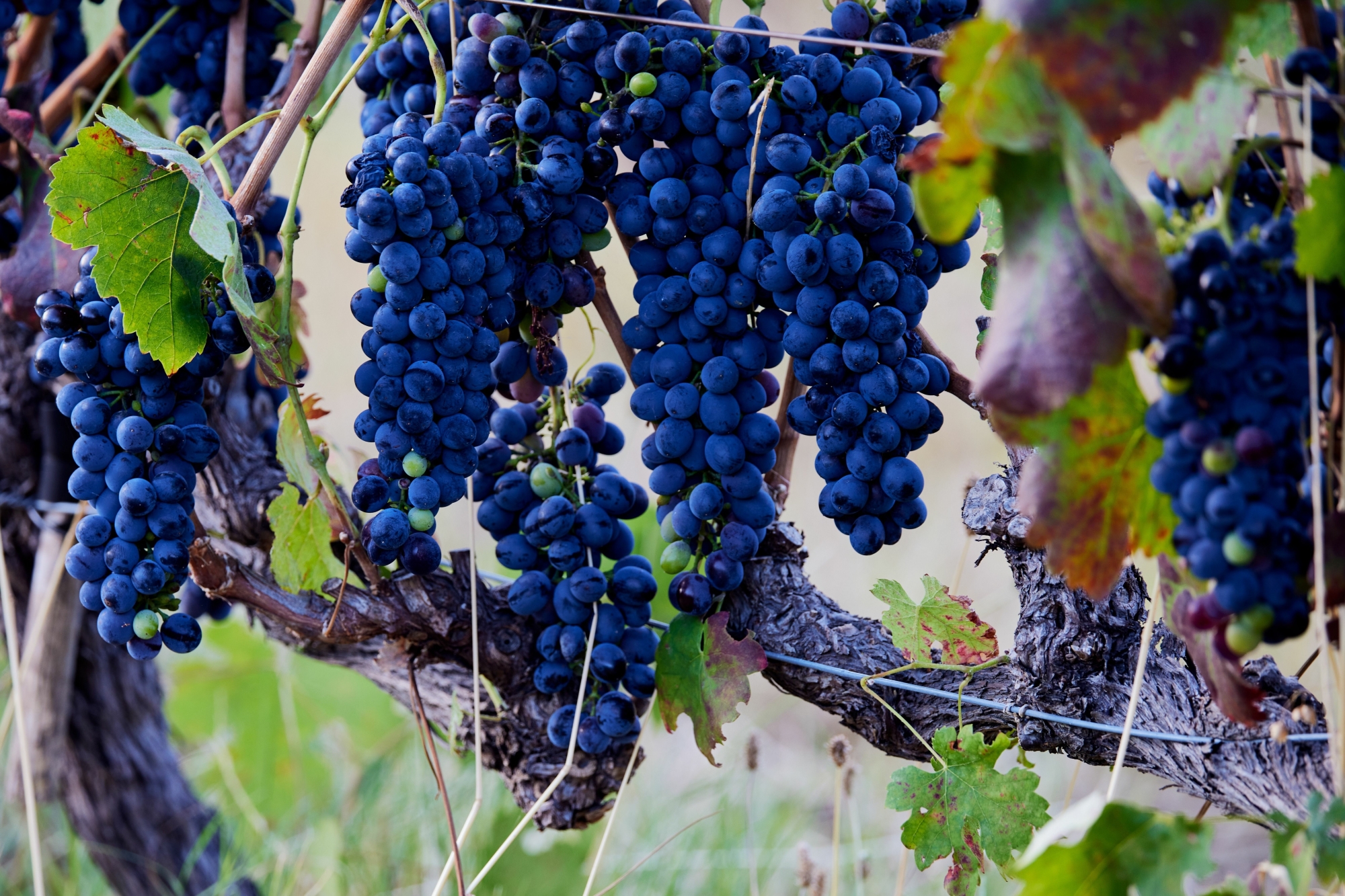 Tulbagh vinyard grapes