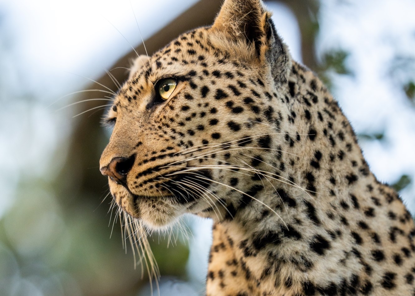 Close-up of Tiyani's face