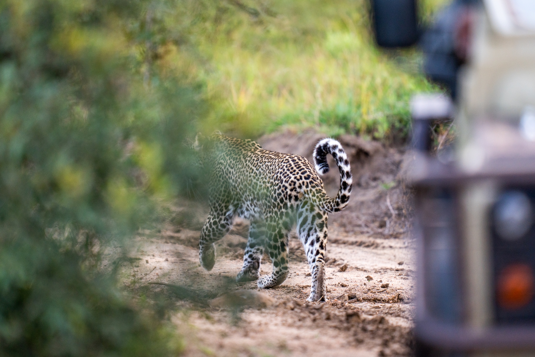 a-leopard-walks-away-into-the-bush-with-a-curled-tail.jpg