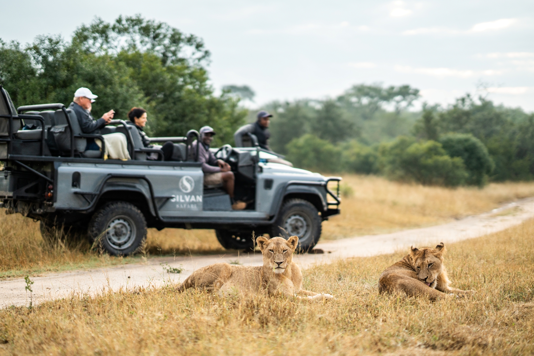 two-lions-rest-in-the-grass-as-a-safari-vehicle-filled-with-guests-and-a-guide-observes.jpg