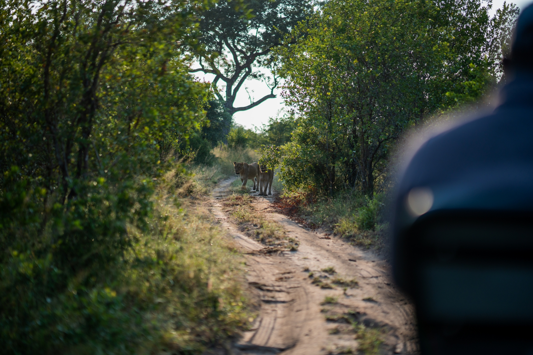 two-lions-walk-along-a-sandy-track-towards-a-safari-vehicle.jpg