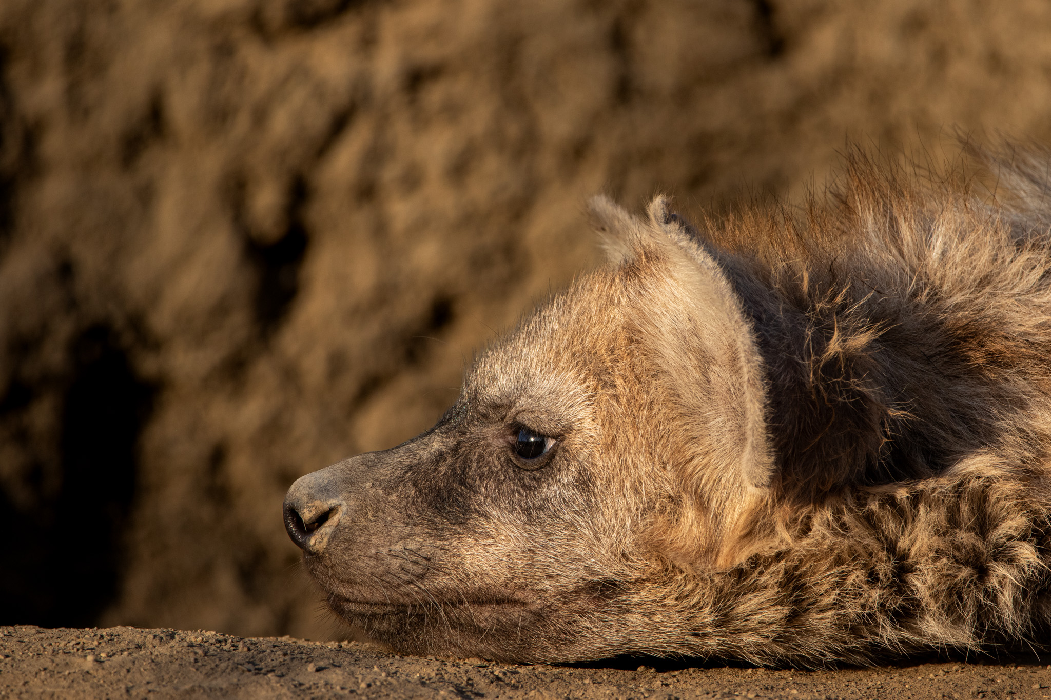 header-image-hyena.jpg