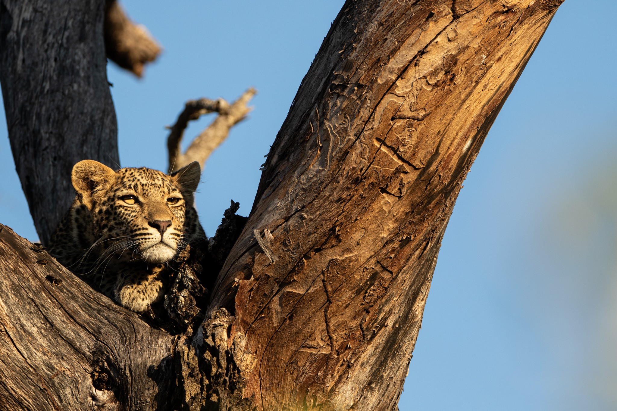 image-1-rhulani-female-leopard.jpg