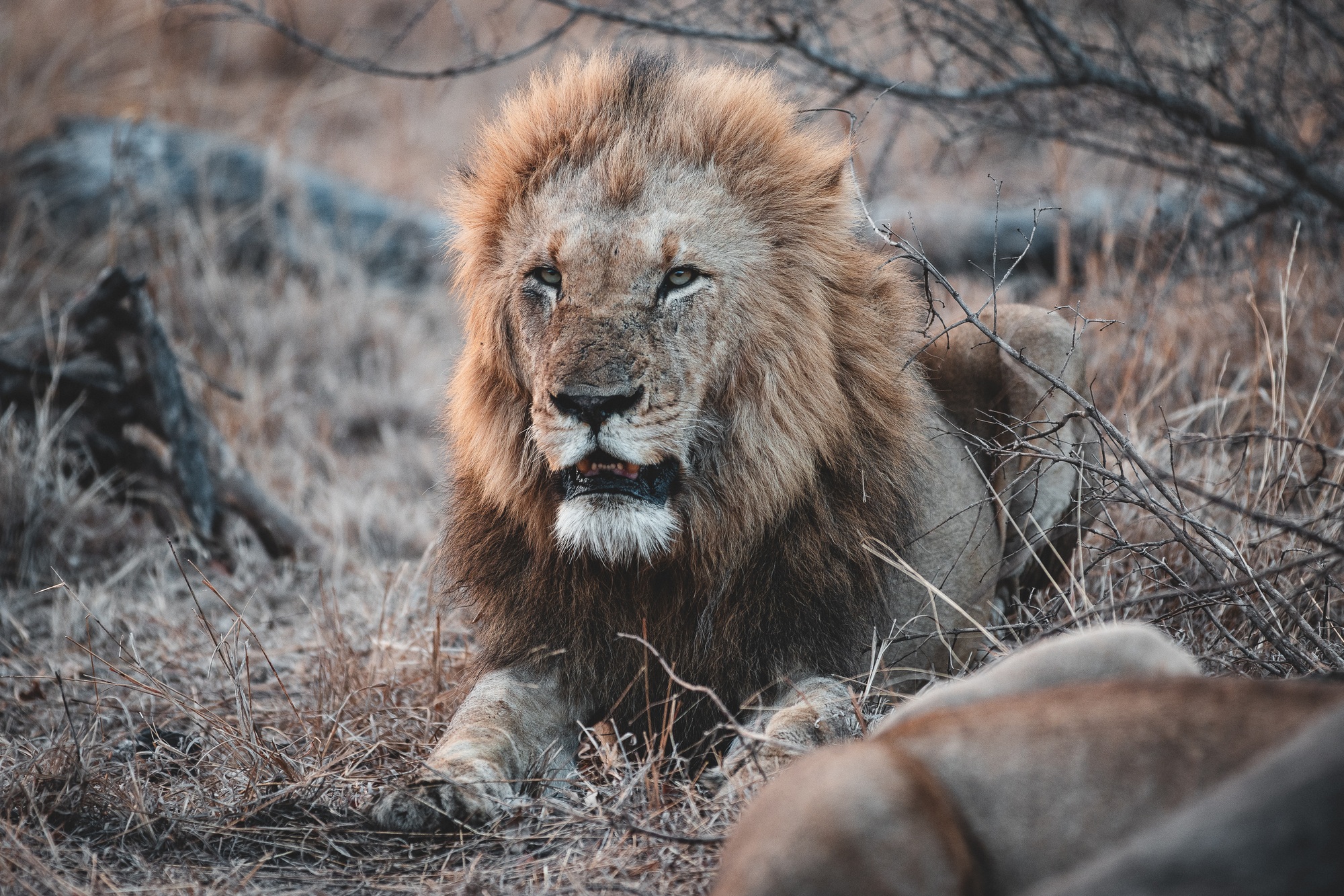image-5-kambula-male.jpg
