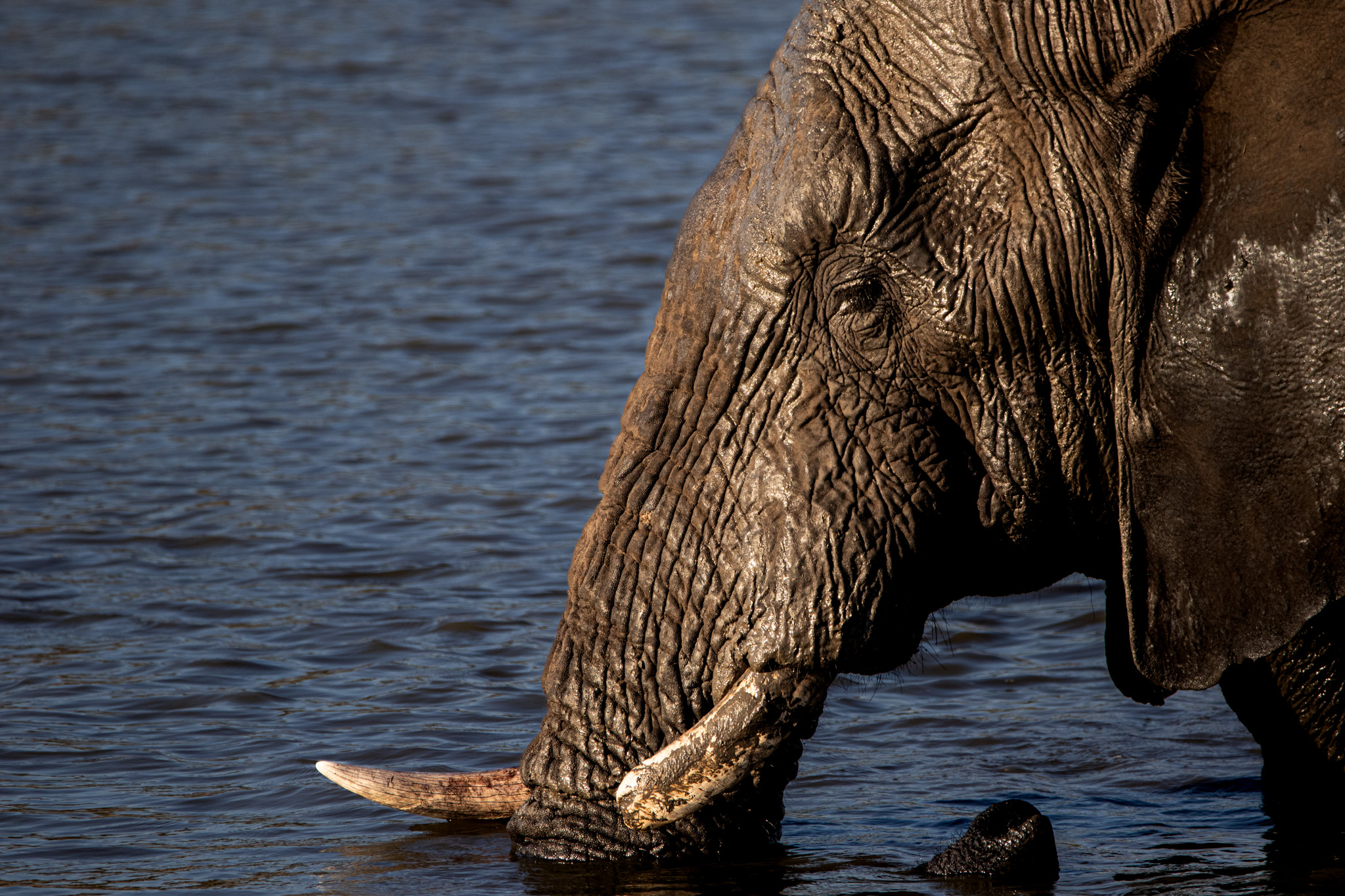 image-6-elephant.jpg