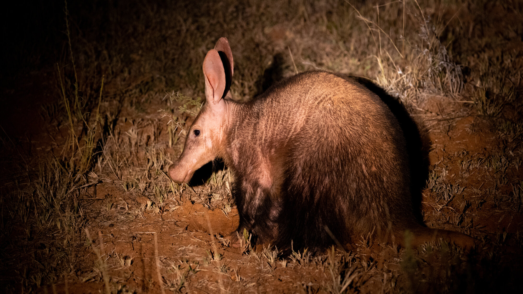 An aardvark illuminated by a spotlight during a night safari, foraging in the dry grass under the cover of darkness.