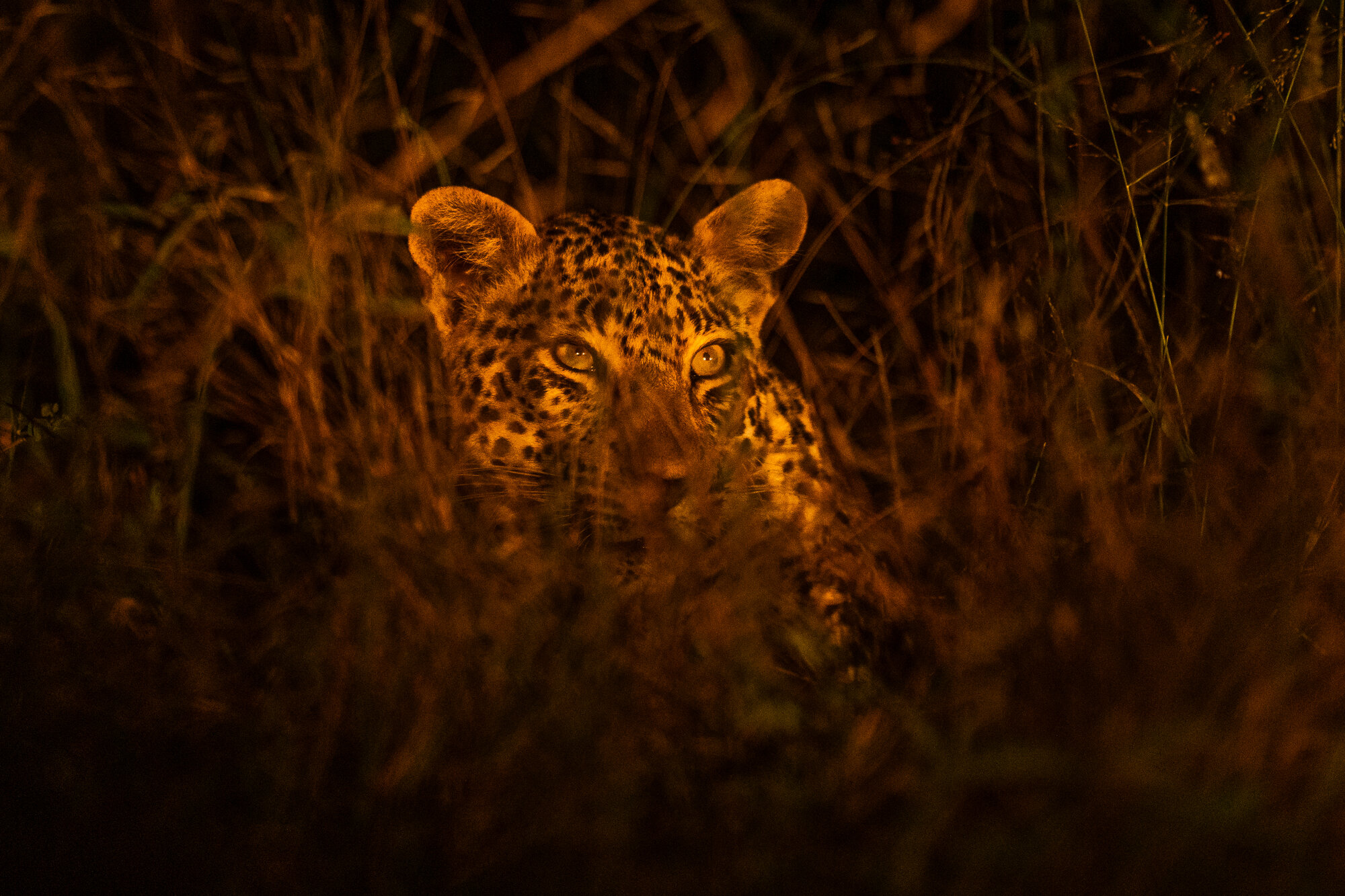 A leopard peers through the tall grass, its golden eyes glowing under the night safari spotlight in Sabi Sands.