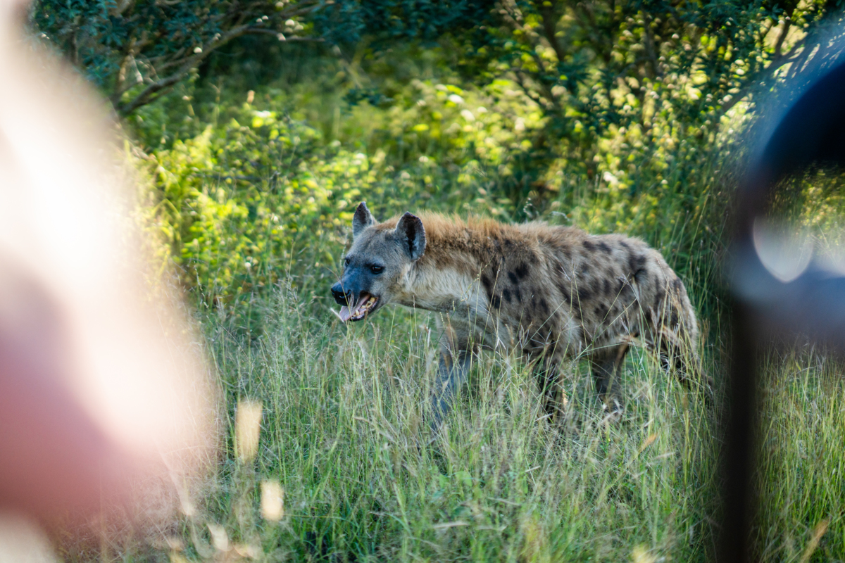 silvan-safari-luxury-sabi-sands-wildlife-hyenas-022-1.jpg