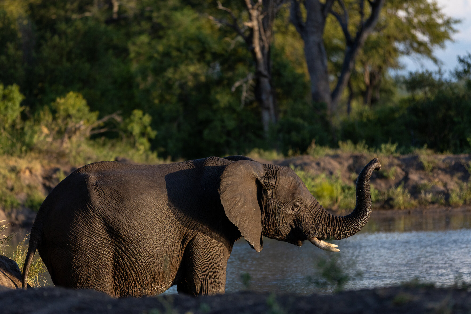 A young elephant stands near a waterhole, its trunk raised, with lush greenery in the background.