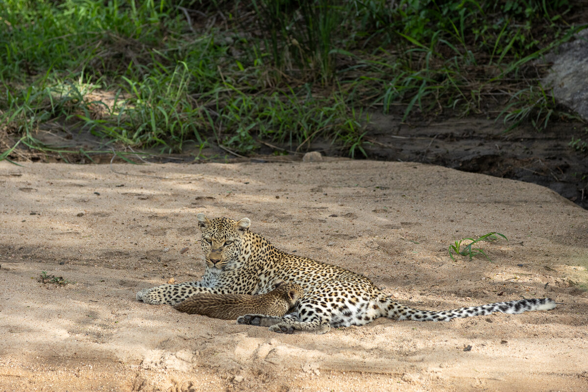 A powerful male leopard walks along a sandy path, his intense gaze focused ahead, with scattered dirt marking his territory.