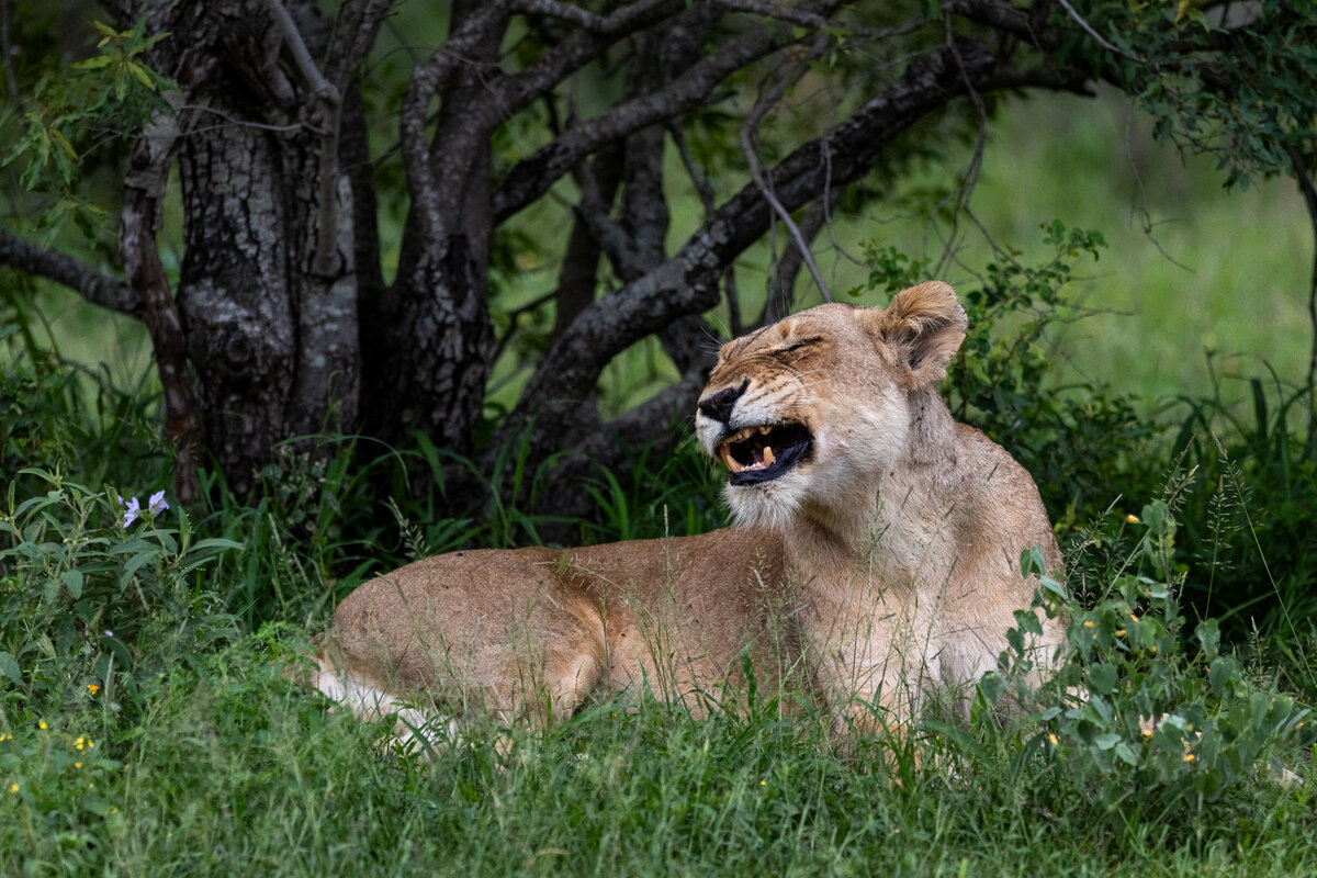 A lioness reclines in lush green grass, mid-snarl or yawn, with trees providing shade in the background.