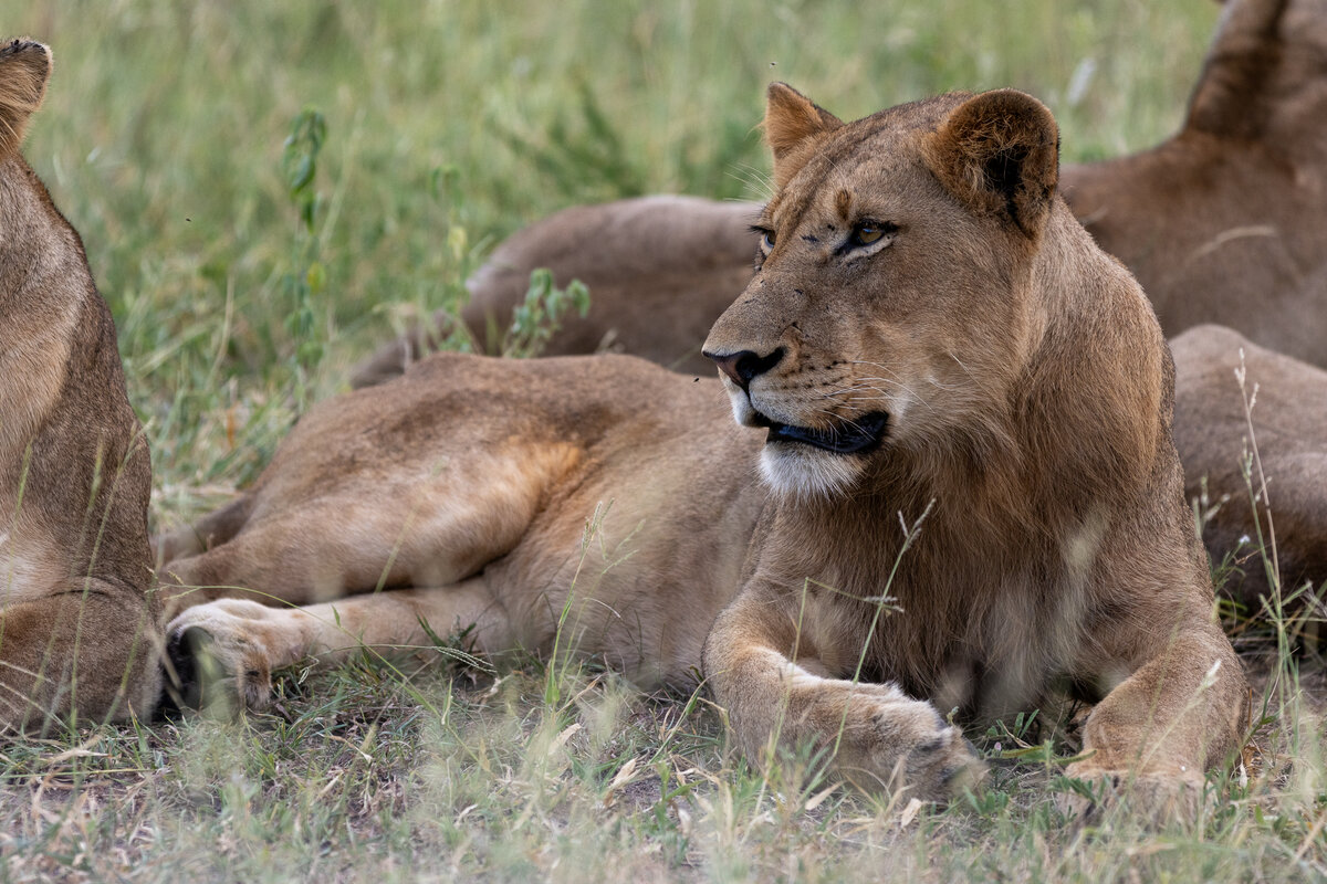 A Torchwood lionesses resting in the grass, gazing into the distance, with other pride members lying nearby