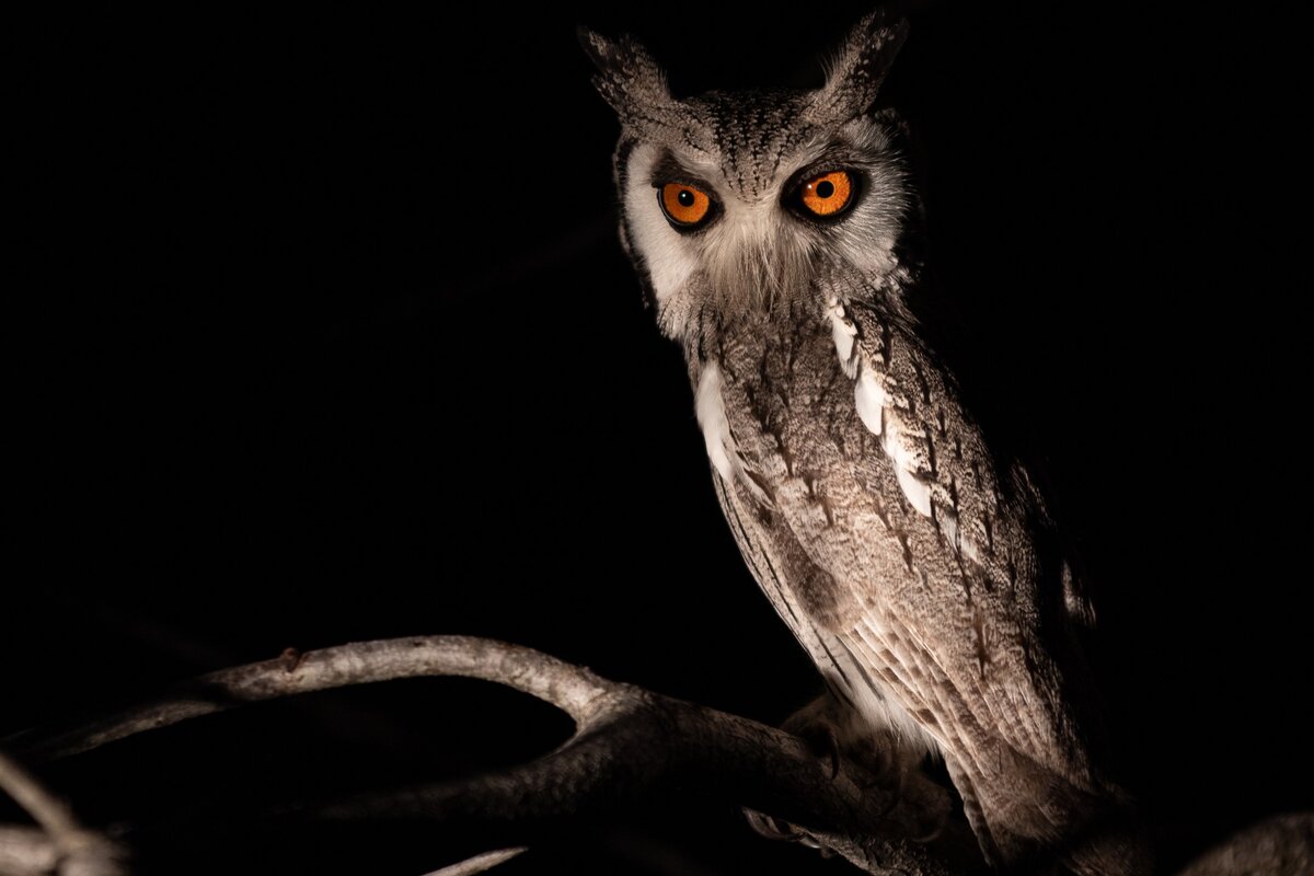 A southern white-faced owl with piercing orange eyes perches ><em>Evening game drives reveal the bush's hidden wonders, Image Credit: Marius Zeilinga</em></p>
<h2>And Just Like That, Another Month Has Arrived</h2>
<p>February was a spectacular month for sightings at Silvan Safari <a href=