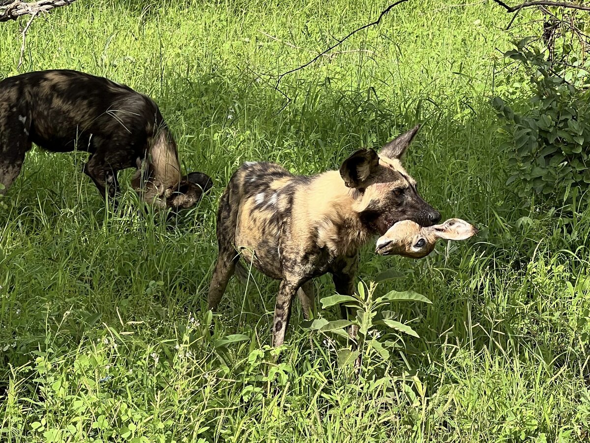 image-6-wild-dogs.jpg