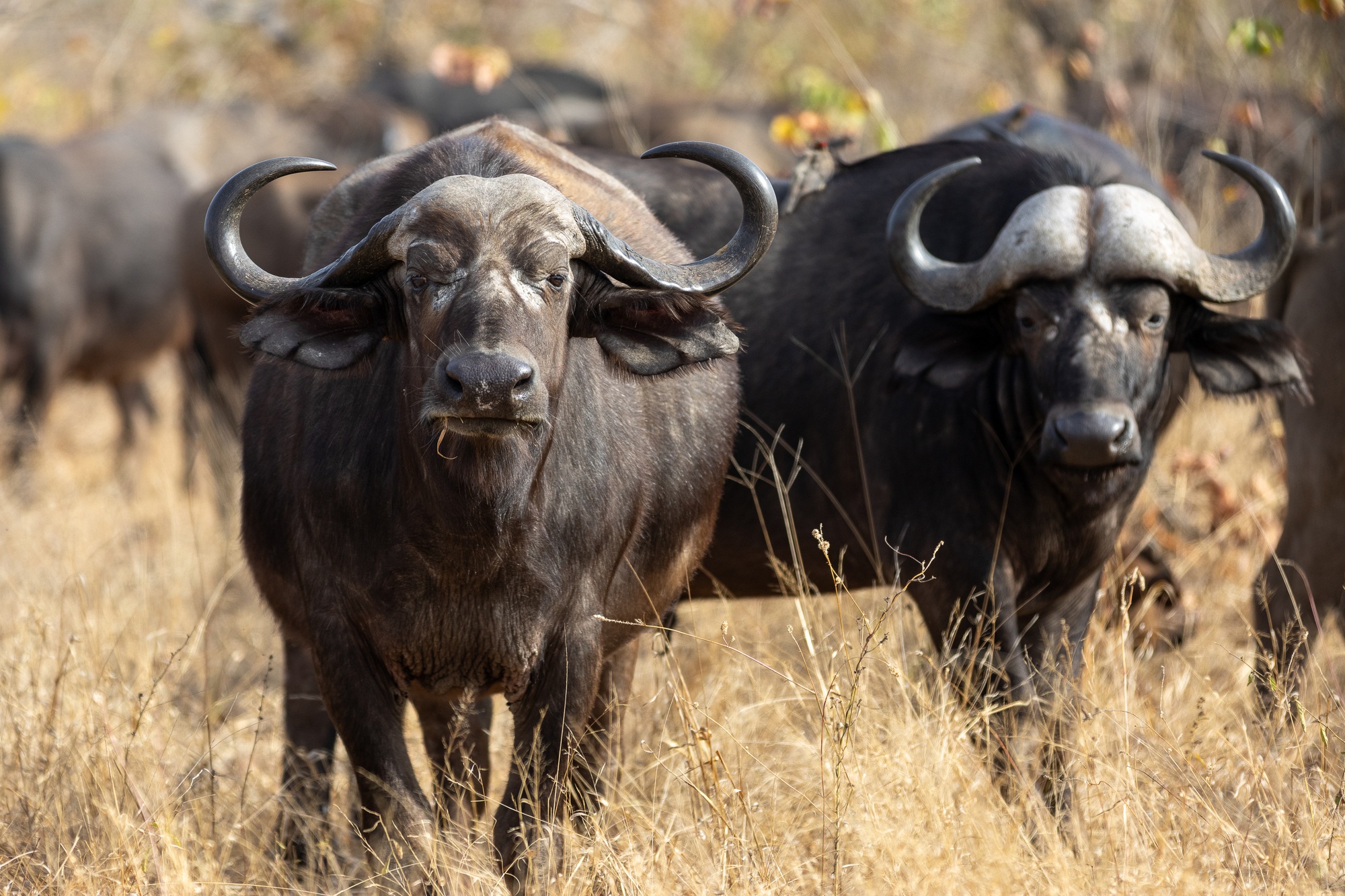 buffalos.jpg