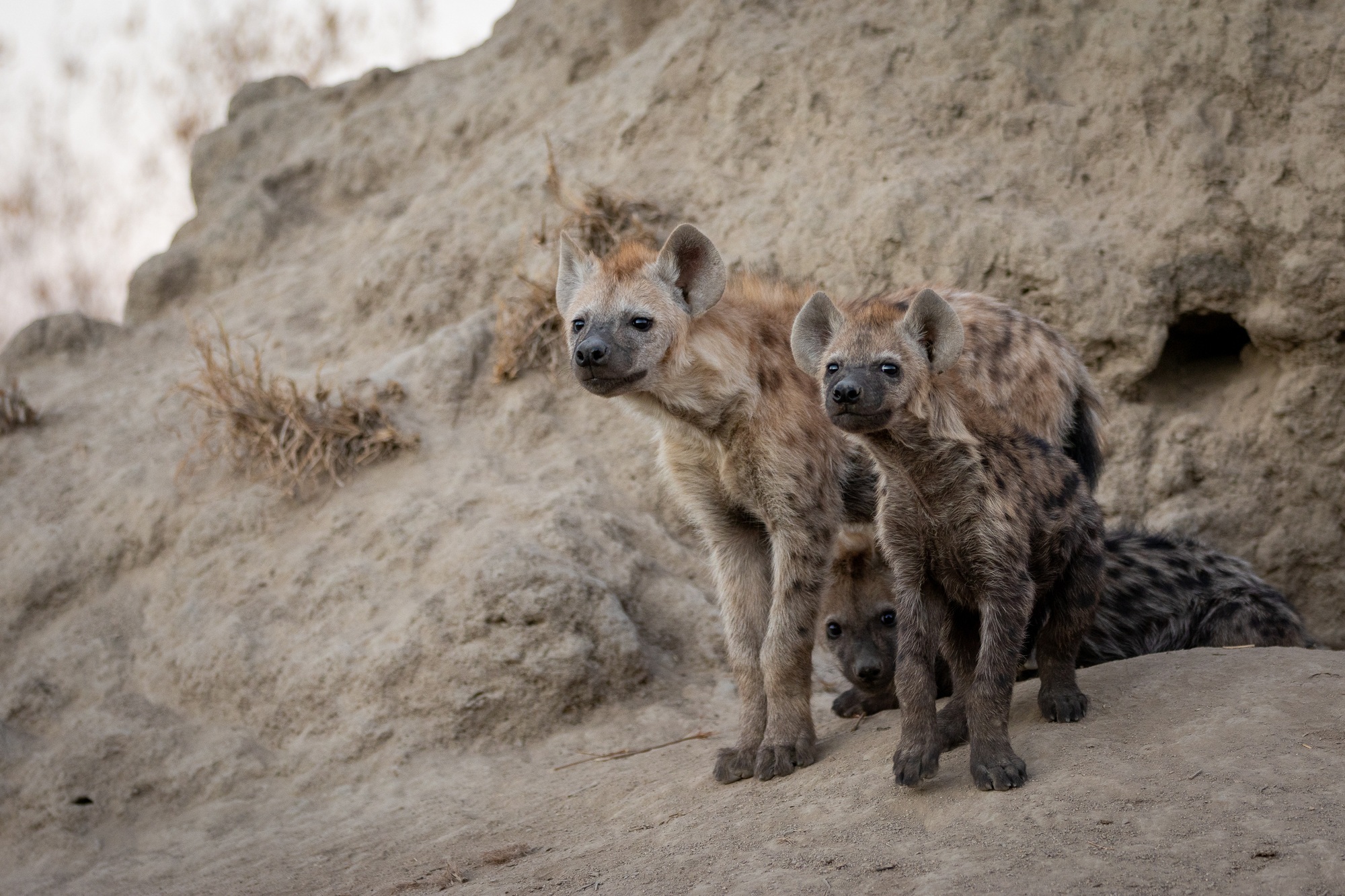 image-9-hyenas.jpg