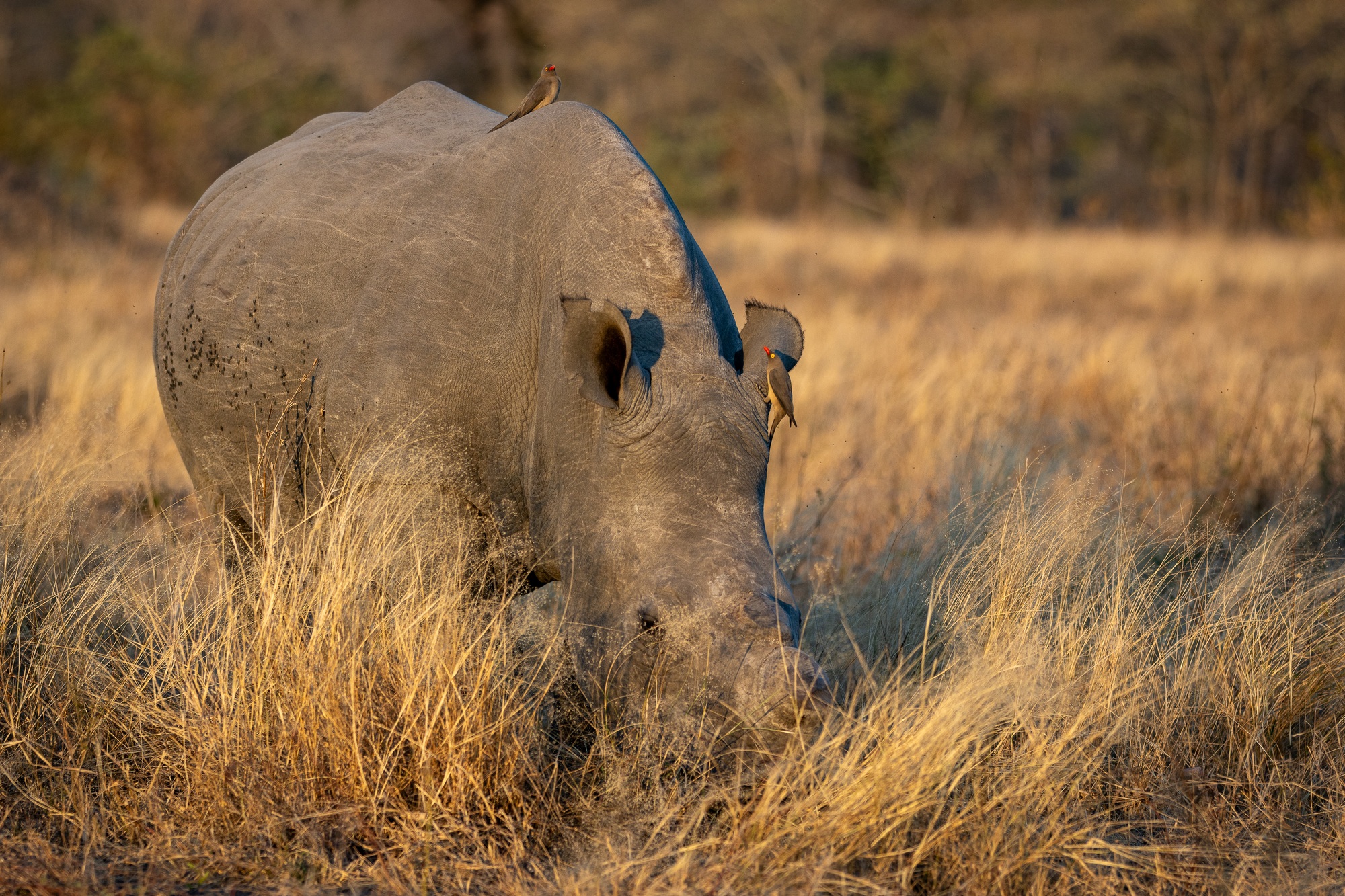 image-9-rhino.jpg