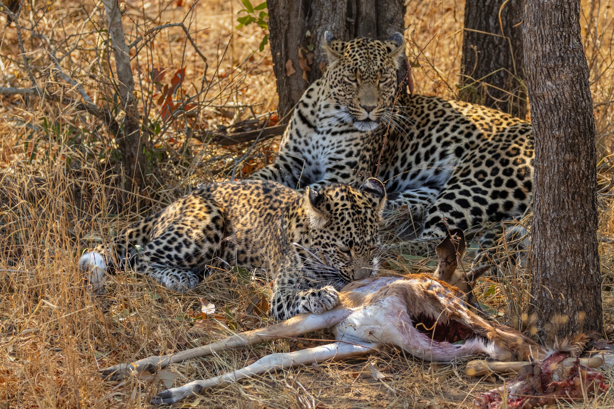 tlalamba-and-tshipondo-kill-silvan.jpg