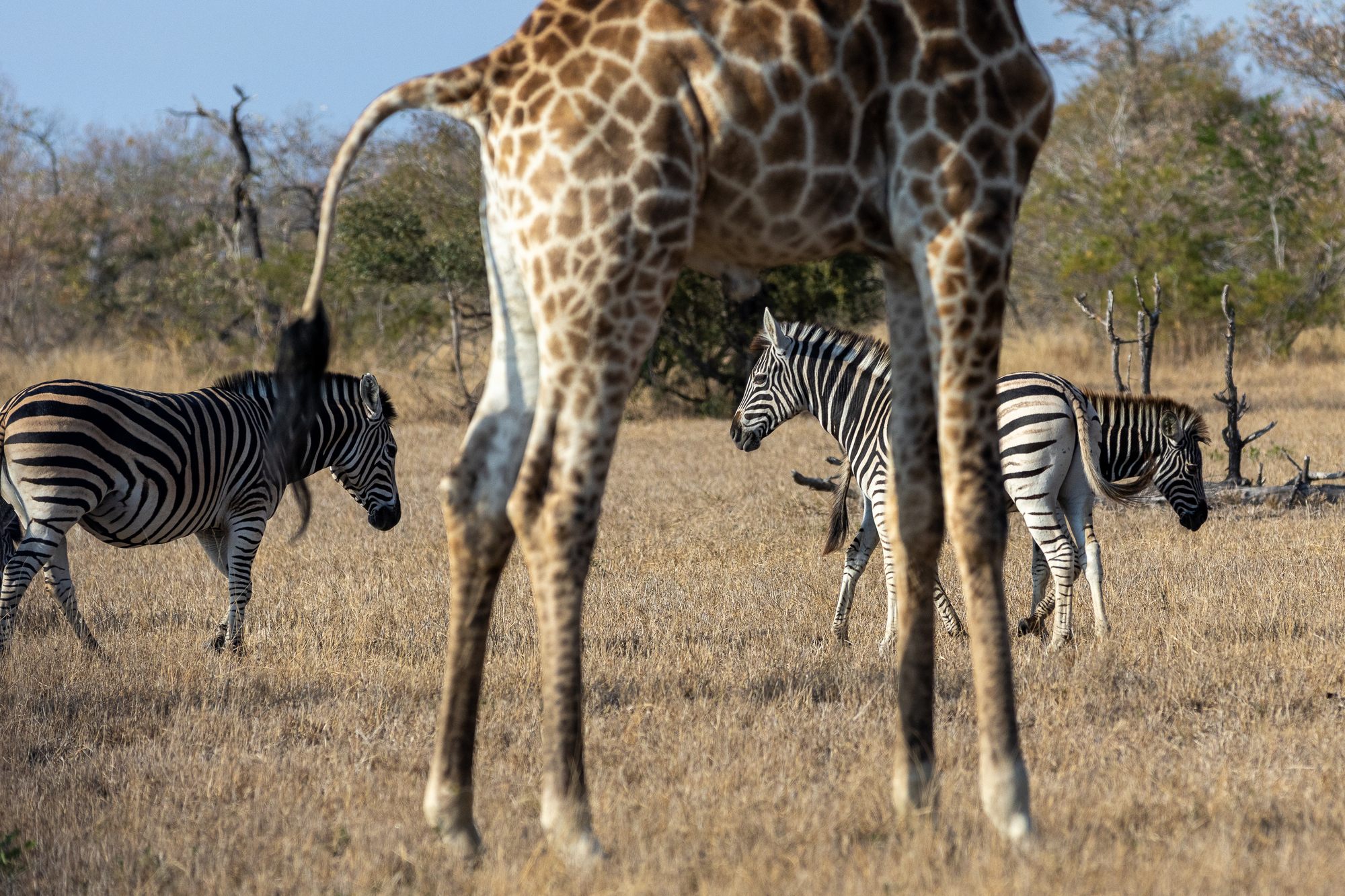 image-1-giraffe-zebras.jpg