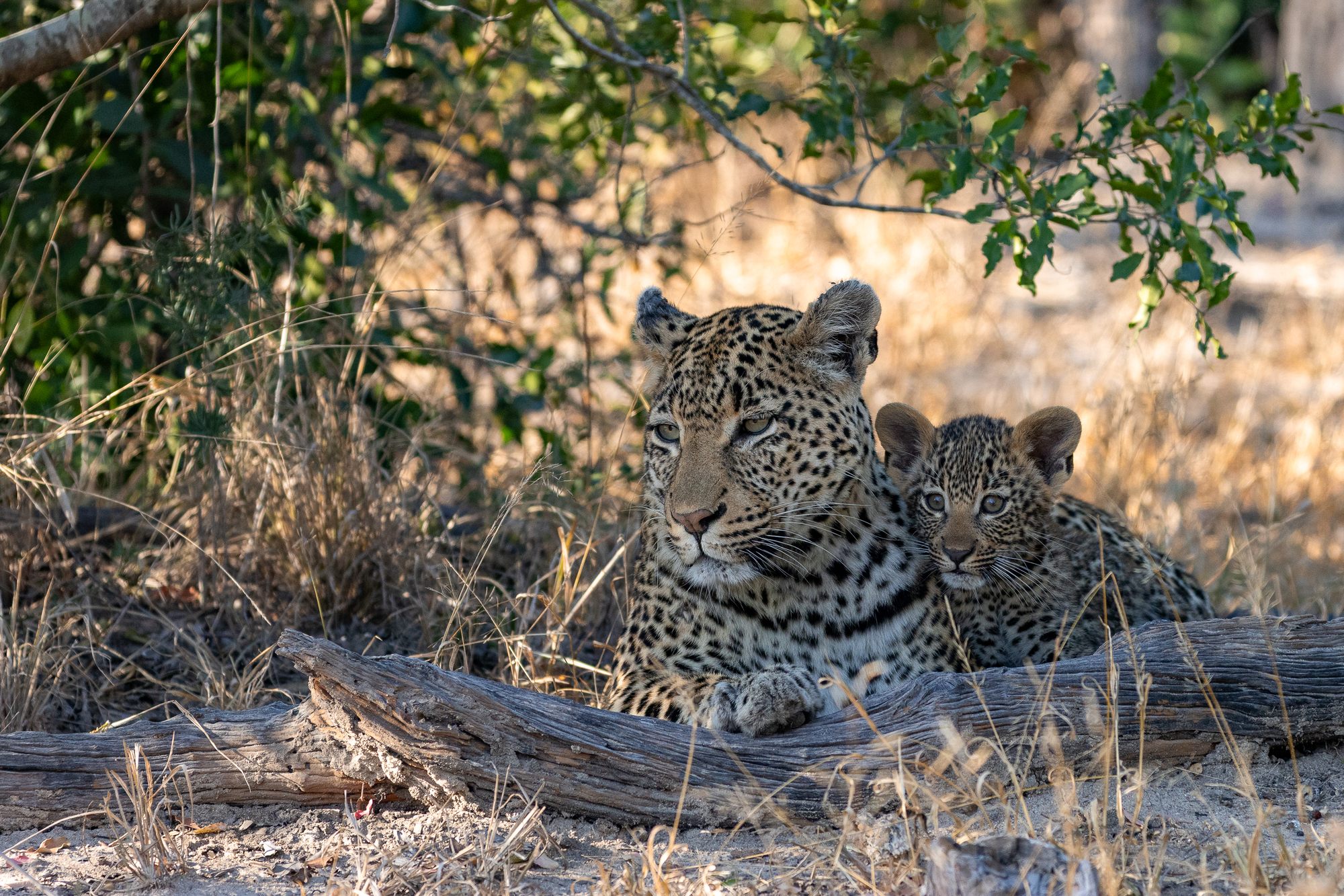 image-2-sibuyi-leopard-and-cub.jpg