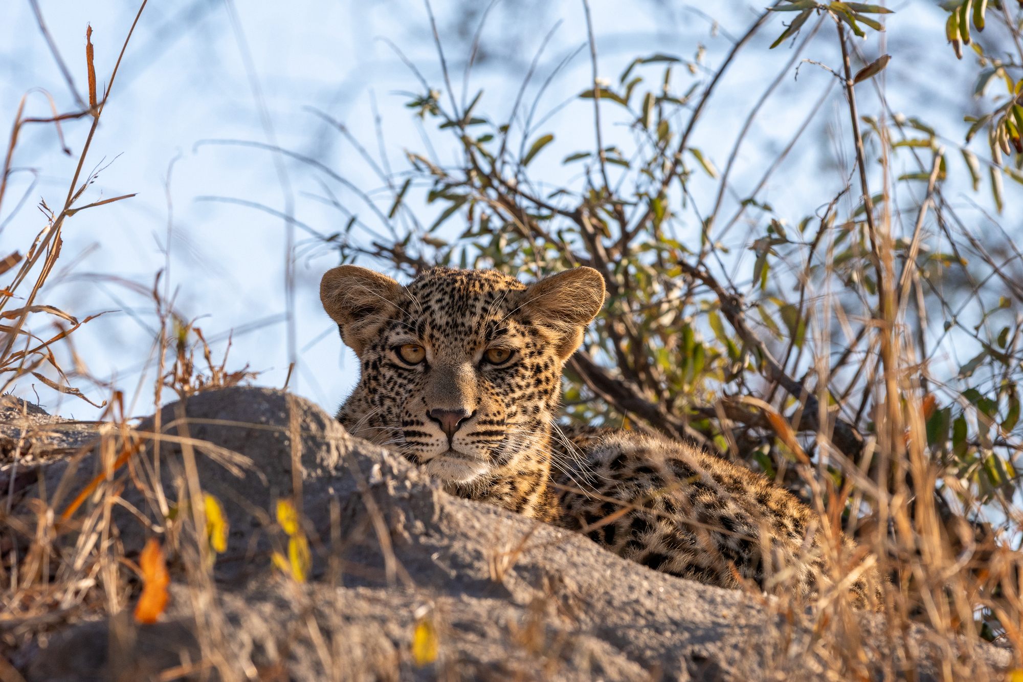 image-3-rhulani-leopard.jpg