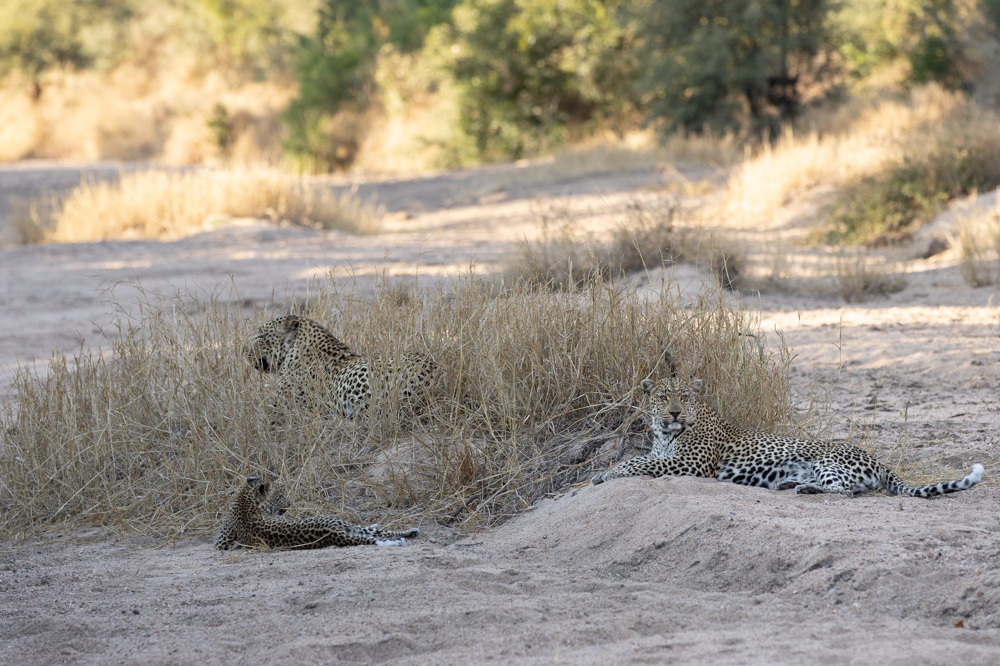 image-4-tortoise-pan-tiyani-cub-leopards.jpg
