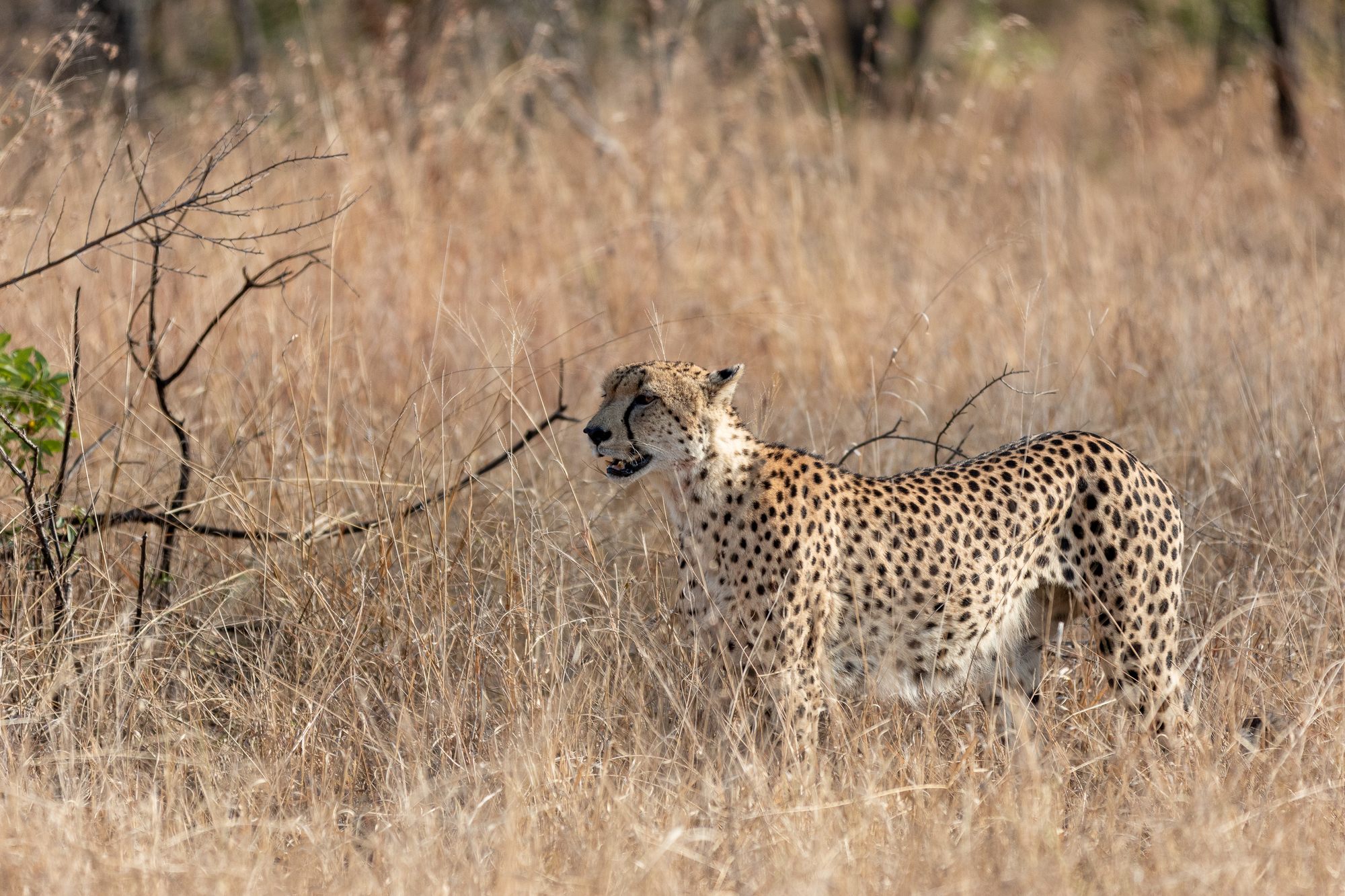 image-6-Cheetah.jpg