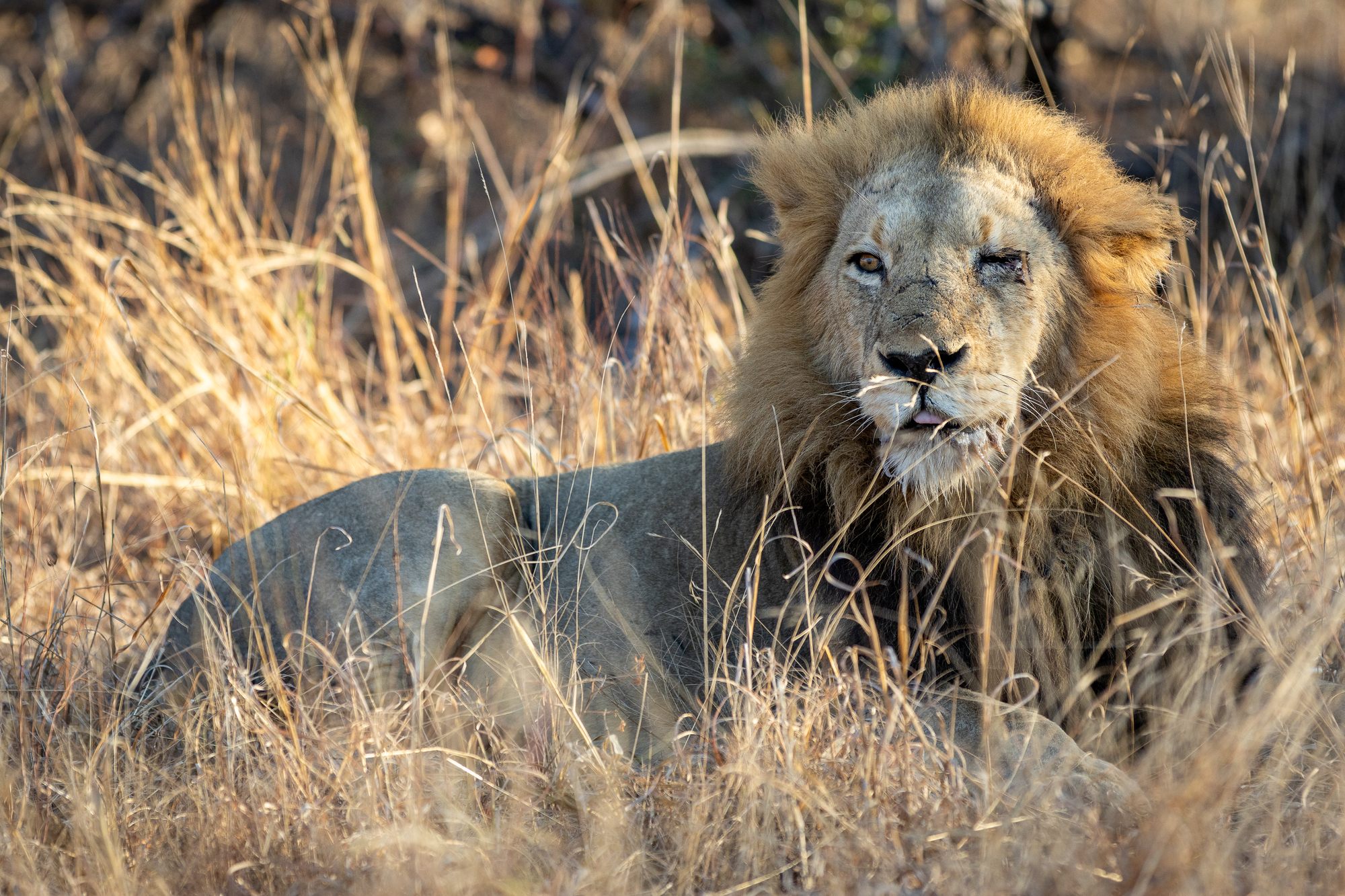 image-7-ndzenga-male-lion.jpg