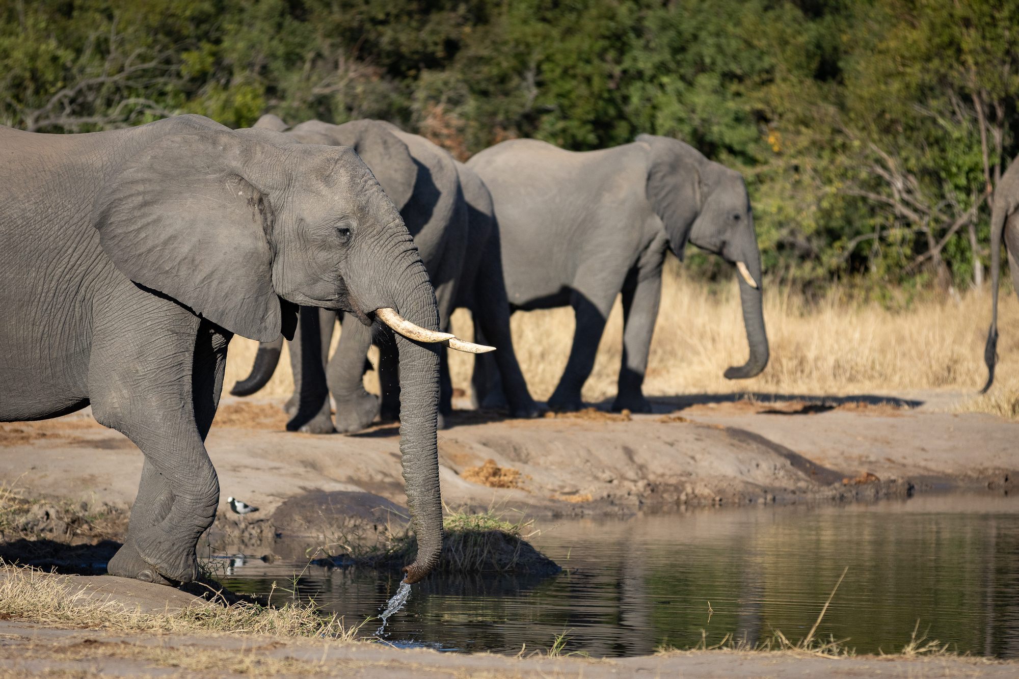image-8-elephants.jpg