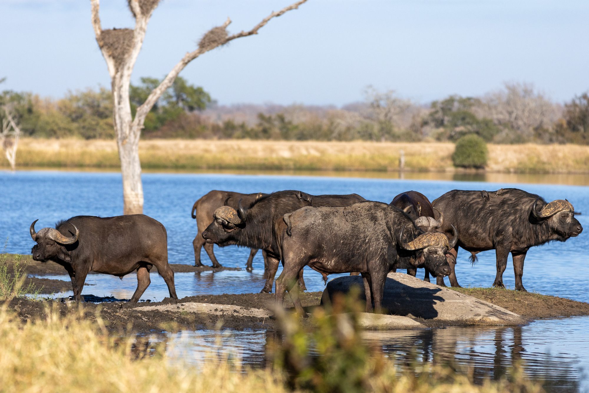 image-9-buffalos.jpg