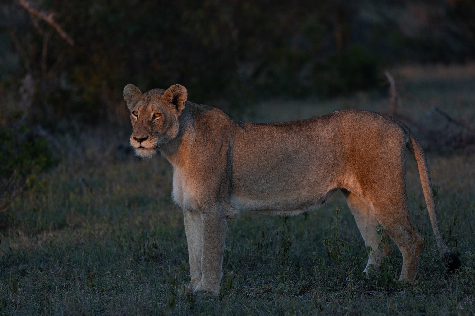Nkuhuma lioness.jpg