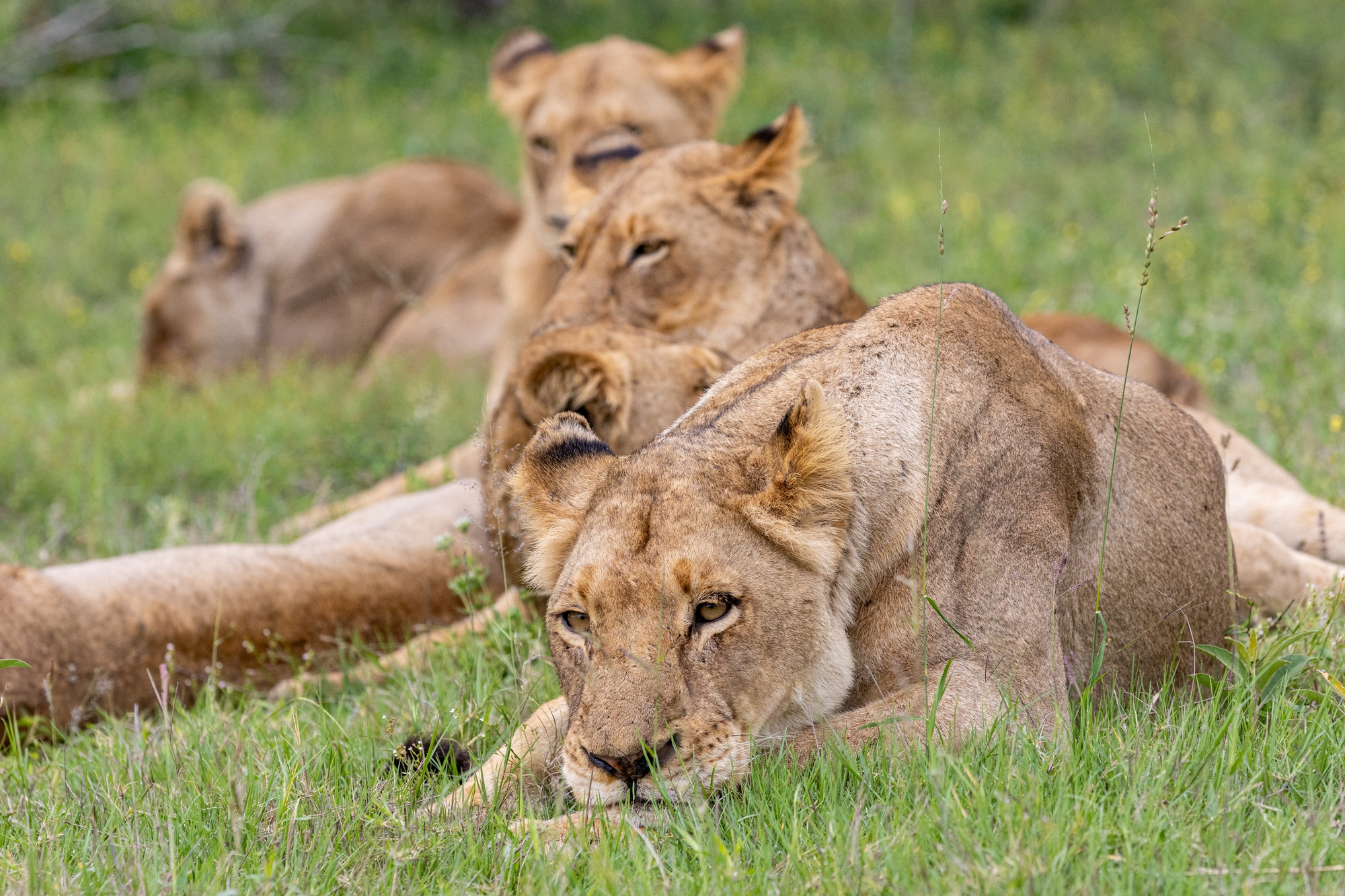 Nkuhuma pride.jpg