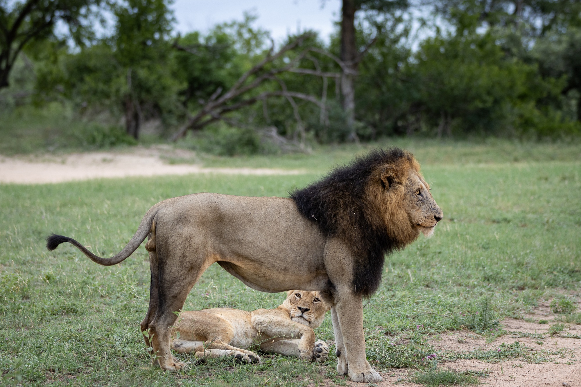 mantimahle-male-nkuhuma-lioness.jpg