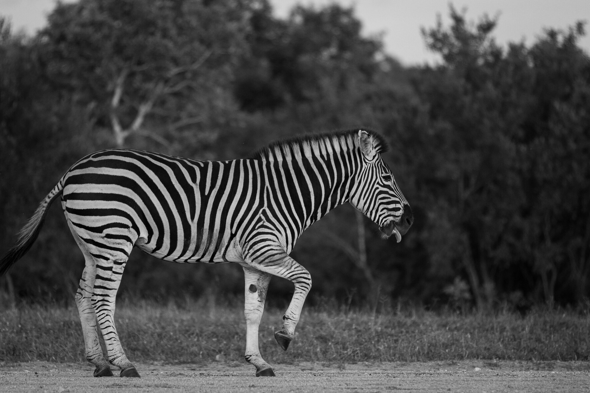 A zebra walking through the savannah sticking out its tongue
