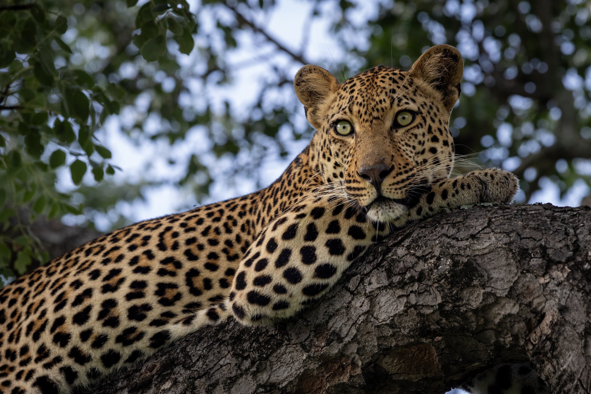 A female leopard relaxing in a tree