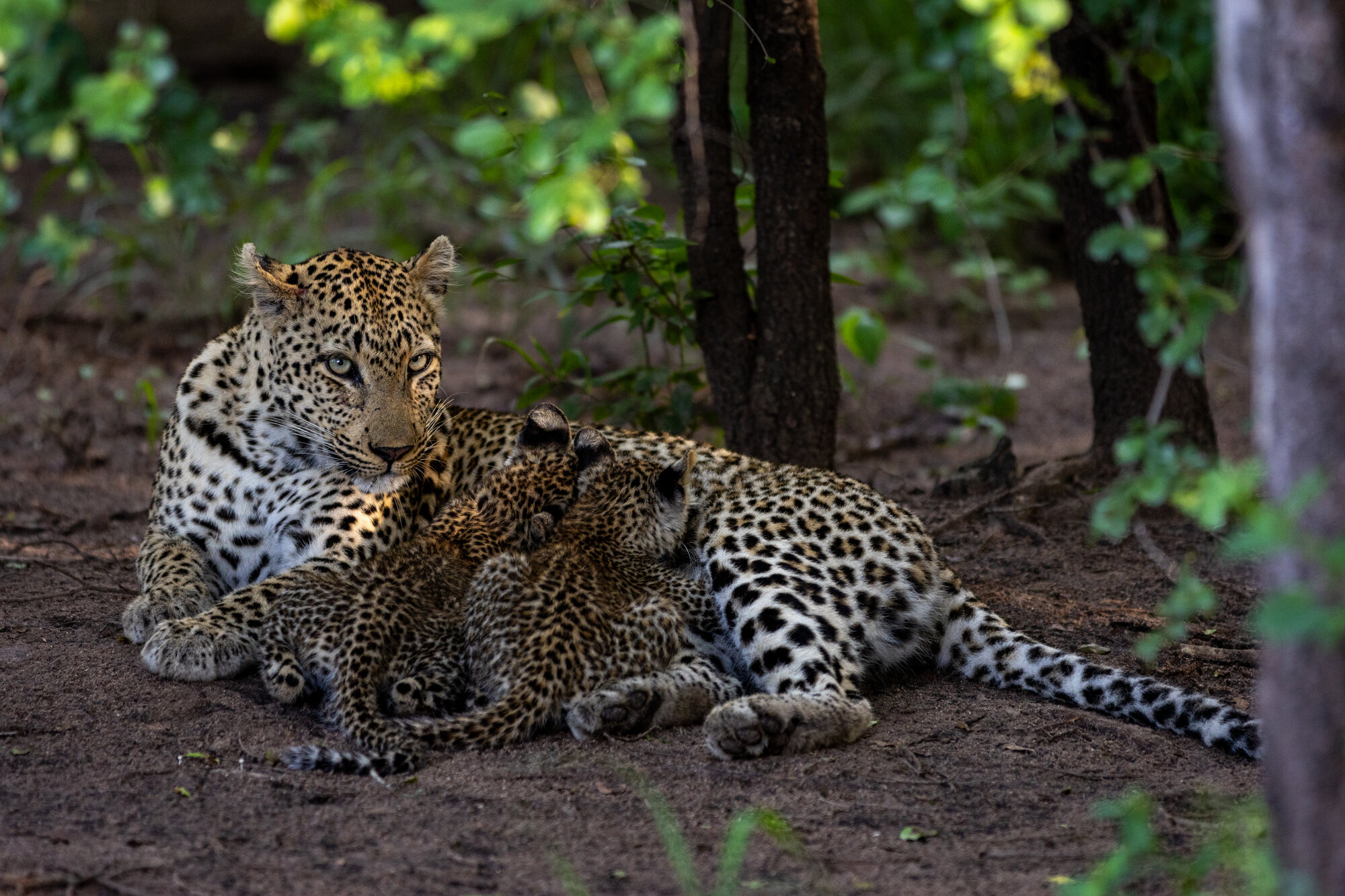 A mother leopard with her two cubs