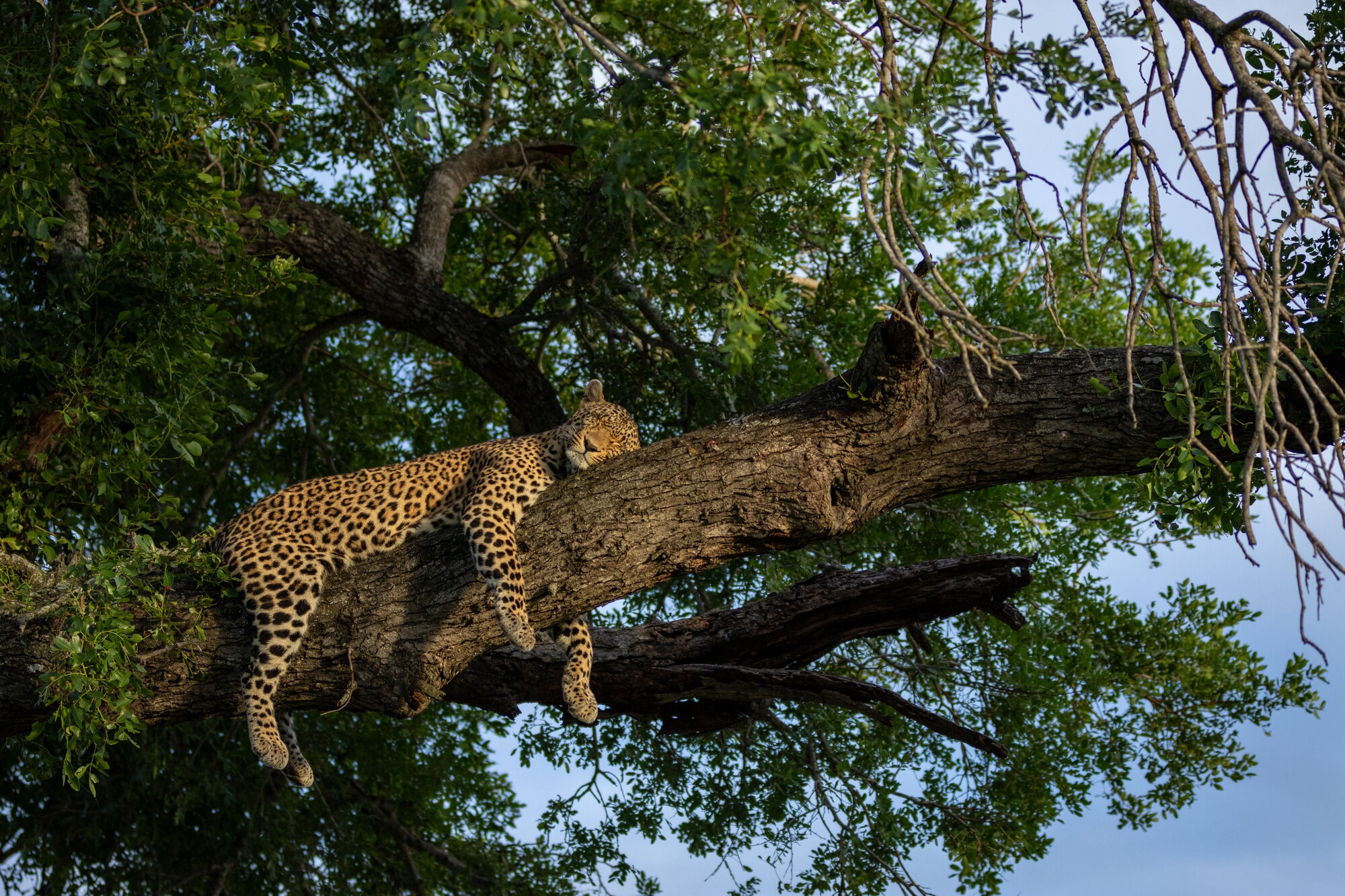 A female leopard relaxing in a tree